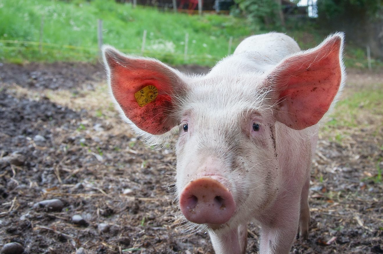 A Major Scientific Discovery: Pig Organs Partially Revived One Hour After Death!