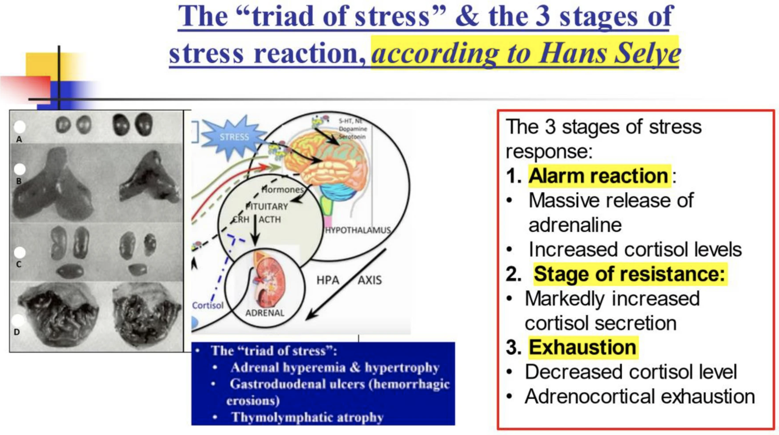 The Post-COVID Stress Syndrome: From the Three-Stage Stress Response of Hans Selye to COVID-19 